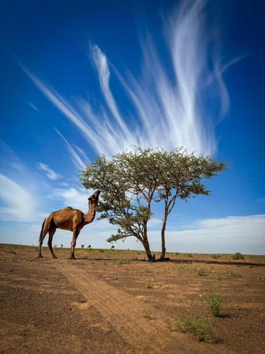 Camel by tree