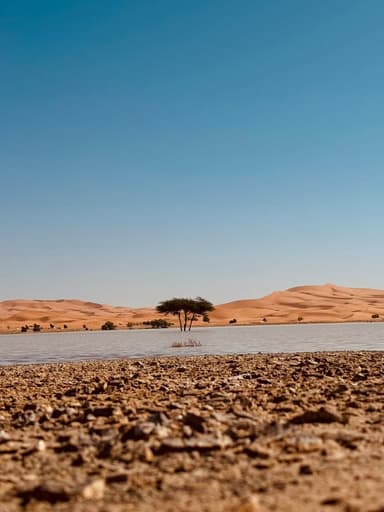 Tree in desert terrain